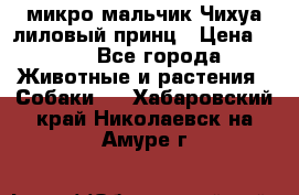 микро мальчик Чихуа лиловый принц › Цена ­ 90 - Все города Животные и растения » Собаки   . Хабаровский край,Николаевск-на-Амуре г.